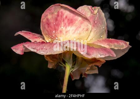 Rosa Rose mit gelben und orangen Schattierungen. Schöne Blütenblätter einer rosa Rosenblüte Stockfoto