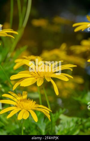 Garten voller gelber Gänseblümchen Stockfoto