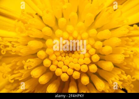 Nahaufnahme einer gelben Gänseblümchen Blume Stockfoto