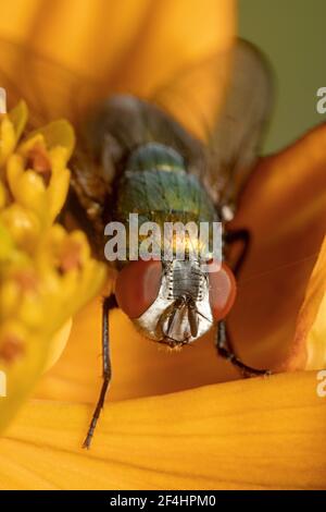 Glänzende metallische Hausfliege, die auf einer Gänseblümchen-Blume ruht Stockfoto