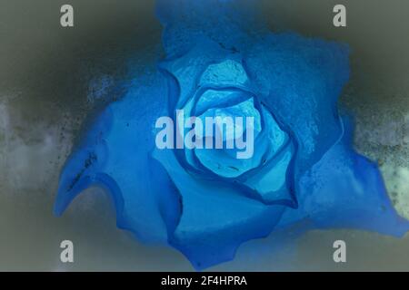 Bunte Rosenblüten im Eis gefroren, ein Symbol für das langsame Auftauen des kommenden Frühlings. Stockfoto