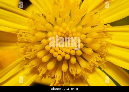 Nahaufnahme Zifferblatt einer gelben Gerbera Gänseblümchen Blume Stockfoto