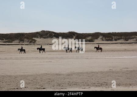 Die fünf Reiter auf Pferden reiten am Strand Der Hintergrund von Bäumen und Hügeln unter dem klaren Himmel Stockfoto