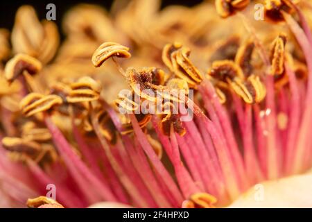 Sammlung von Staubgefäßen einer sterbenden Rosenblüte Stockfoto