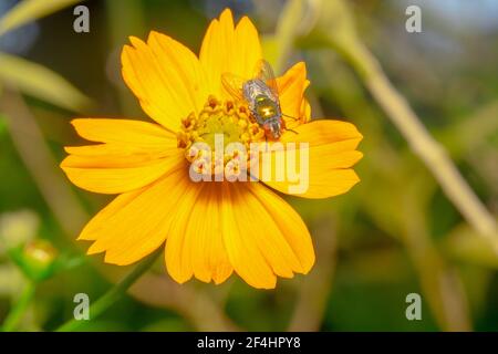 Orange Gerbera Gänseblümchen Blume und eine glänzende Hausfliege Stockfoto