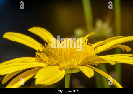 Nahaufnahme einer gelben Gänseblümchen-Blume Stockfoto