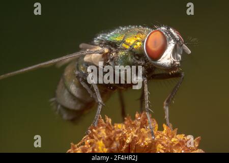 Glänzend grüne Hausfliege mit großen roten Augen auf einem sitzen Trockene Blume Stockfoto