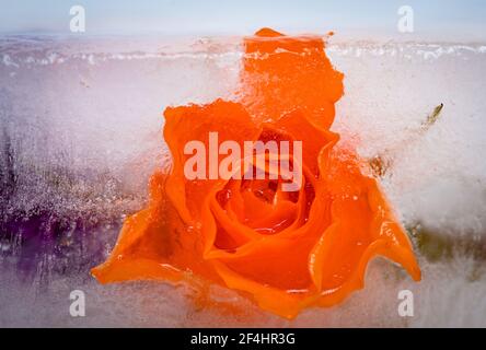 Bunte Rosenblüten im Eis gefroren, ein Symbol für das langsame Auftauen des kommenden Frühlings. Stockfoto
