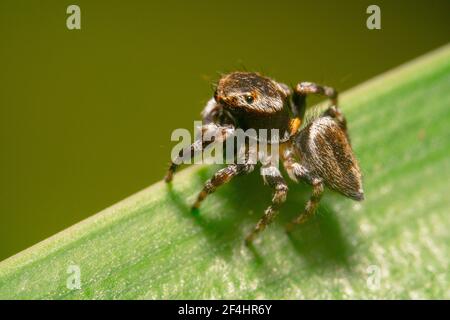 Schwarz und grau springende Spinne Stockfoto