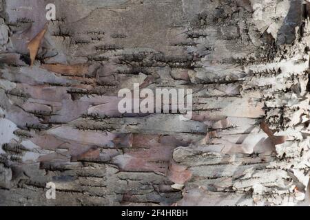 Betula alleghaniensis, die gelbe Birke, goldene Birke oder Sumpfbirke Stockfoto