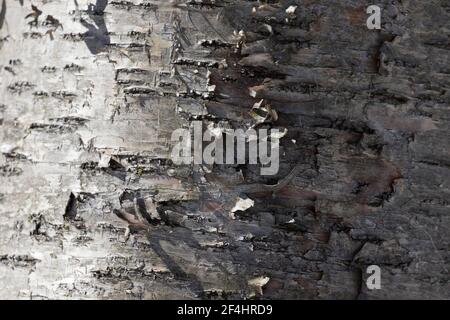 Betula alleghaniensis, die gelbe Birke, goldene Birke oder Sumpfbirke Stockfoto