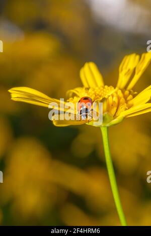 Orange und schwarz getupft Dame Käfer sitzt auf einem gelben gänseblümchen Stockfoto