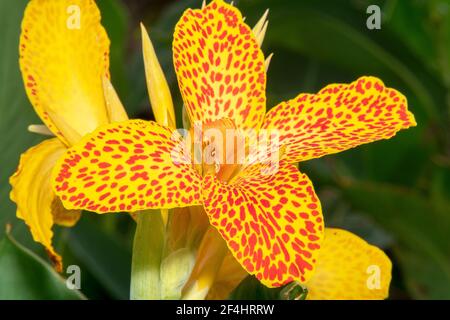 Gelbe Canna Lily mit orangen Flecken bunte Blume blühte Stockfoto