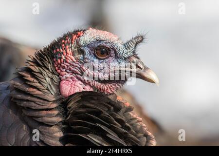 Wild turkey Portrait im Winter Stockfoto