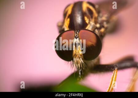 Räuber/Assassine Fliege mit rosa Hintergrund Stockfoto