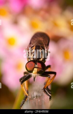 Räuber/Assassine Fliege mit gelbem Bart. Stockfoto