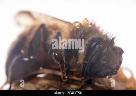 Nahaufnahme einer mit Honig bedeckten pelzigen Biene Stockfoto