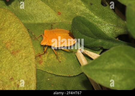 Grüner Schildwanze (Nezara viridula) Erwachsene, Instar und leucistic morph Stockfoto