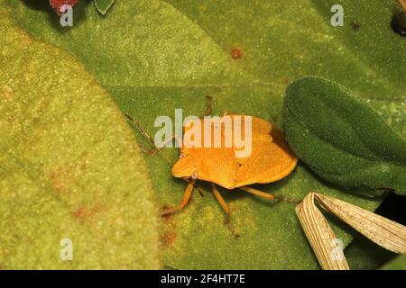 Grüner Schildwanze (Nezara viridula) Erwachsene, Instar und leucistic morph Stockfoto