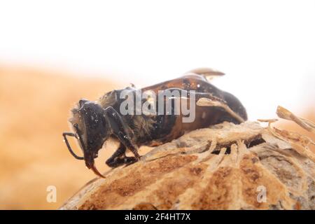 Winzige müde pelzige Honigbiene, die auf einer Erdnuss sitzt Stockfoto