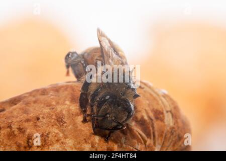 Winzige Honigbiene, die von einer Erdnuss fallen wird Stockfoto