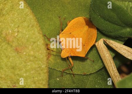 Grüner Schildwanze (Nezara viridula) Erwachsene, Instar und leucistic morph Stockfoto