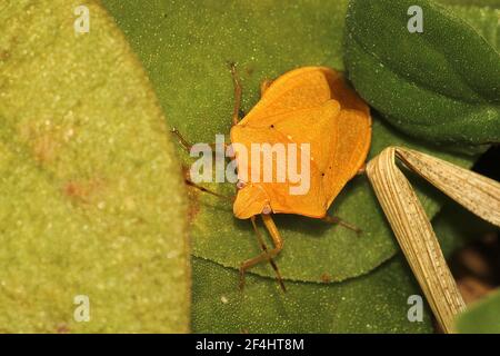 Grüner Schildwanze (Nezara viridula) Erwachsene, Instar und leucistic morph Stockfoto