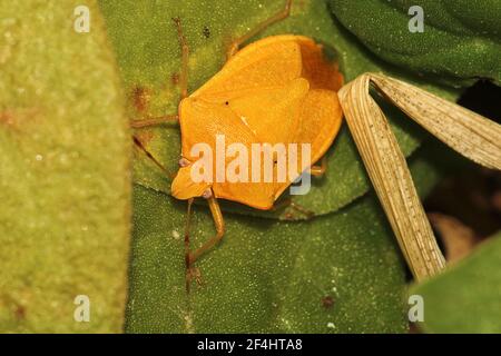 Grüner Schildwanze (Nezara viridula) Erwachsene, Instar und leucistic morph Stockfoto