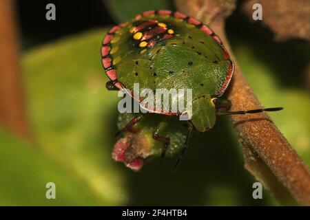 Grüner Schildwanze (Nezara viridula) Erwachsene, Instar und leucistic morph Stockfoto