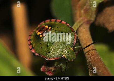 Grüner Schildwanze (Nezara viridula) Erwachsene, Instar und leucistic morph Stockfoto