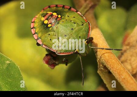 Grüner Schildwanze (Nezara viridula) Erwachsene, Instar und leucistic morph Stockfoto
