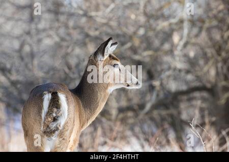 Schöne Weißschwanzhirsche Weibchen Nahaufnahme in Quebec, Kanada Stockfoto