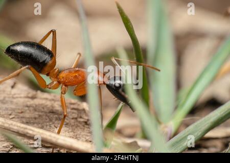Schwarzkopf-Orangenzuckerameisen, Wissenschaftlicher Name: Camponotus nigriceps, der den Hügel hinunter geht, durch das Gras geschossen Stockfoto