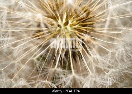 Löwenzahn Blume super closeup mit seinen Samen und Kern im Fokus. Im Inneren einer weißen Löwenzahn Blume Stockfoto