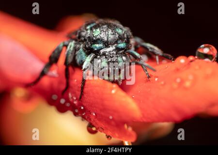 Australische Thyreus nitidulus Neon Kuckuckbiene/blau und schwarz gestreift Biene am frühen Morgen mit Wassertau erschossen Stockfoto