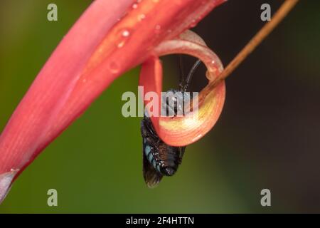 Australische Thyreus nitidulus Neon Kuckuckbiene/blau und schwarz gestreift Biene hängt an einer roten Blume Stockfoto