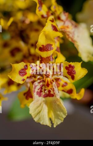 Bunte Orchideen Stockfoto