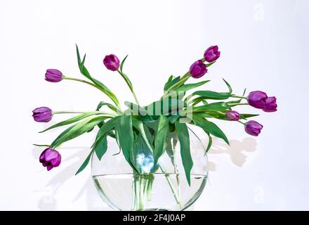 Lila Tulpen in einer Glasvase auf weißem Hintergrund. Stockfoto