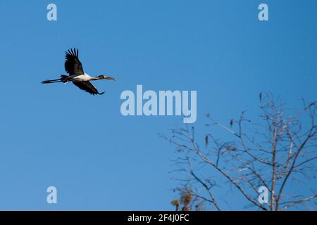 Ein Holzstorch im Flug gegen den klaren blauen Himmel des Big Cypress National Preserve in den Florida Everglades. Stockfoto