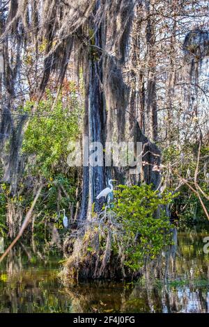 Silberreiher ziehen in einem slough abseits des Tamiami Trail durch das Big Cypress National Preserve in den Florida Everglades. Stockfoto