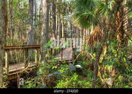 Der Boardwalk führt durch eine natürliche Everglades Lebensraum an der Ah-Tah-Thi-Ki Museum des Seminole Tribe von Florida entfernt Der Tamiami Trail Stockfoto