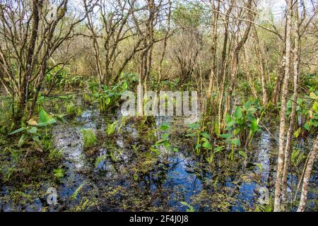 Algenbedecktes Wasser umgibt Bäume und Pflanzen, die vor dem wachsen Promenade am Ah-Tah-Thi-Ki Museum des Seminole Tribe of Florida liegt an der Stockfoto