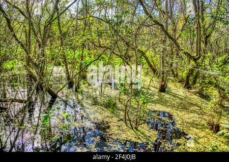 Algenbedecktes Wasser umgibt Bäume und Pflanzen, die vor dem wachsen Promenade am Ah-Tah-Thi-Ki Museum des Seminole Tribe of Florida liegt an der Stockfoto