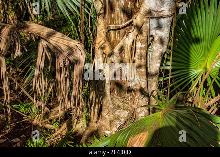 Eine Strangler Fig umhüllt einen anderen Baum am Boardwalk Im Ah-Tah-Thi-Ki Museum des Seminole Tribe of Florida Gelegen am Tamiami Trail Stockfoto