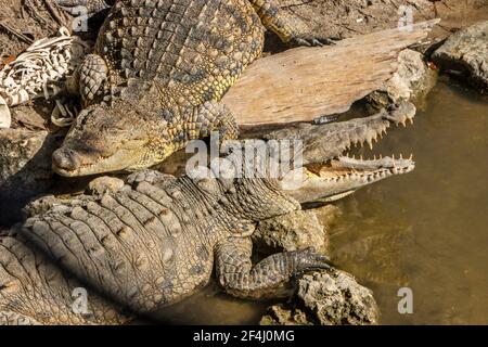 Ein Paar von gefangenen Krokodile an der Seminole Tribe von Floridas Billie Swamp Safari. Stockfoto