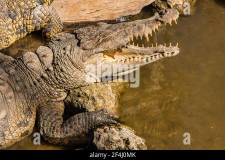 Ein offenes Krokodil am Seminole Tribe von Floridas Billie Swamp Safari. Stockfoto