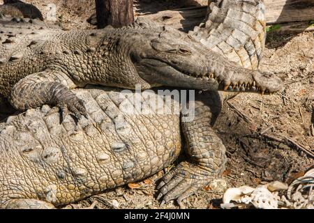 Ein Krokodil ruht auf einem anderen bei der Seminole Tribe von Floridas Billie Swamp Safari. Stockfoto