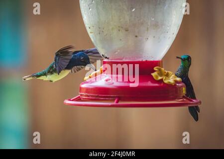 Nahaufnahme von wunderschönen winzigen Kolibris, die Zuckerwasser trinken Ein Gartenfeeder Stockfoto