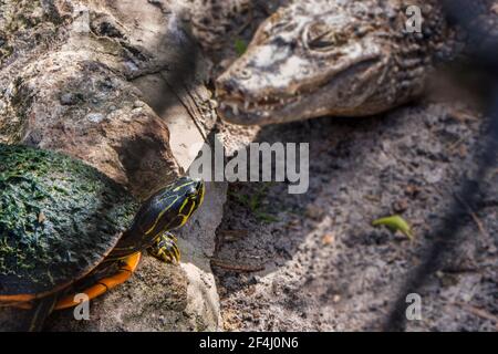 Eine Florida Kastenschildkröte liegt in der Sonne mit einem Krokodil im Hintergrund am Seminole Tribe von Floridas Billie Swamp Safari. Stockfoto