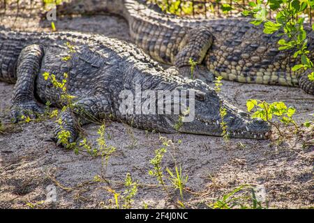 Ein gefangenes Krokodil an der Seminole Tribe von Floridas Billie Swamp Safari. Stockfoto